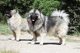 SPITZ LOUP 007
